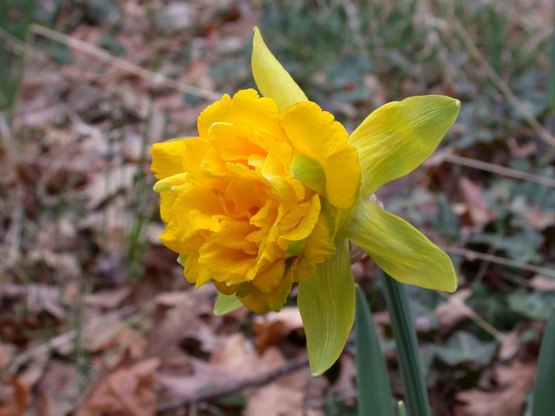 cosa diventer? Narciso!